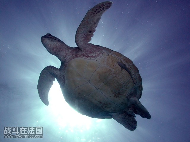 silhouette of turtle.jpg