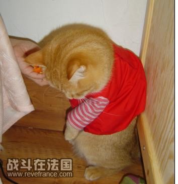 穿衣服的小猴子。我很坏，拿橘子皮刺激他~他很郁闷~