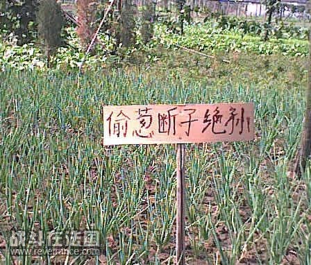 偷葱断子绝孙.jpg