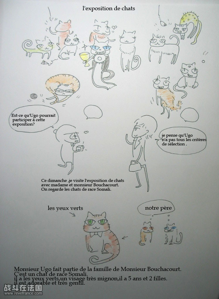 l'exposition de chats.jpg