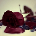 bluebellgrace.jpg