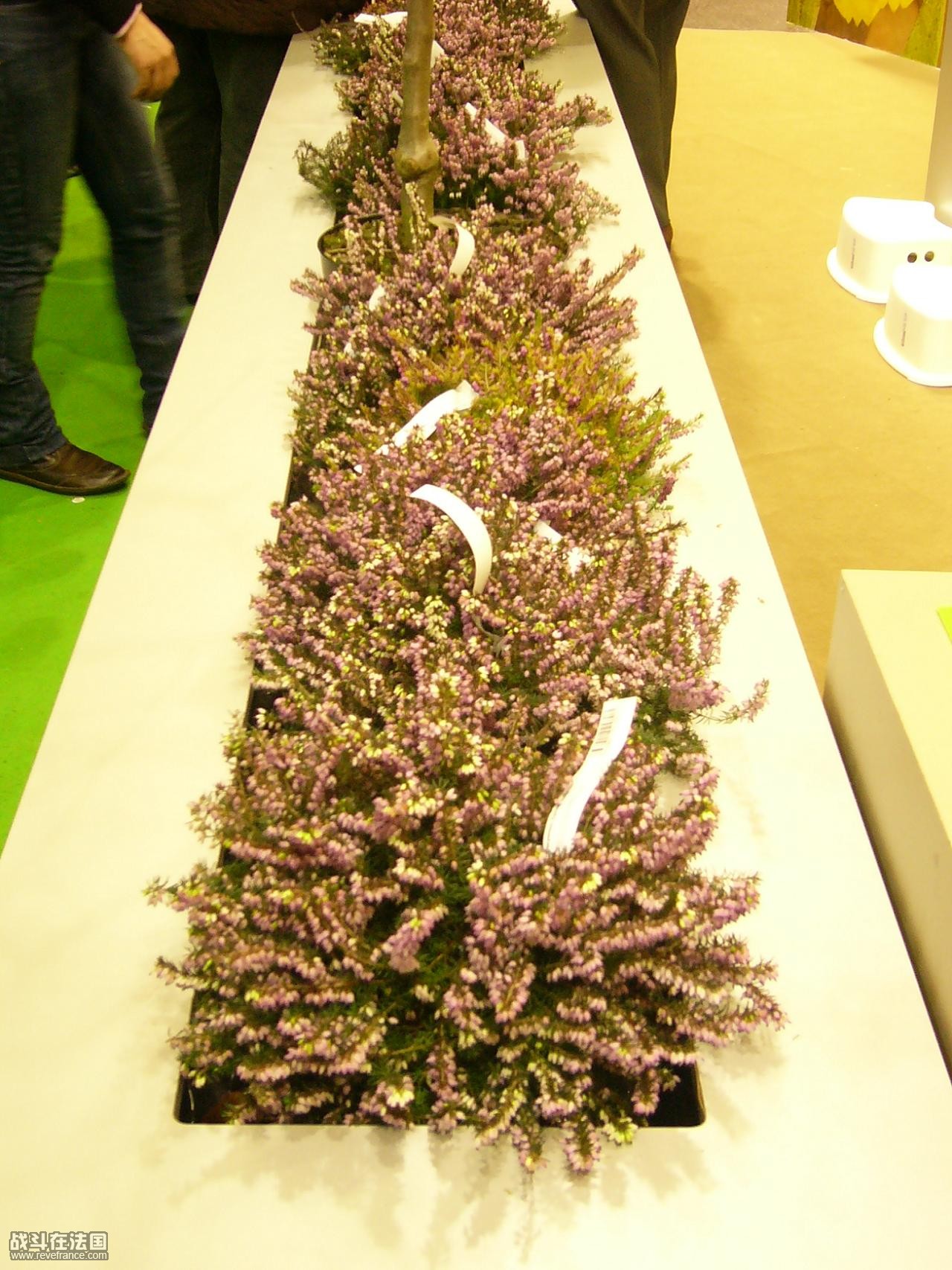 熏衣草