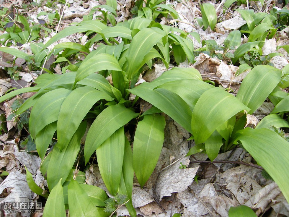 DSCF1745.jpg
