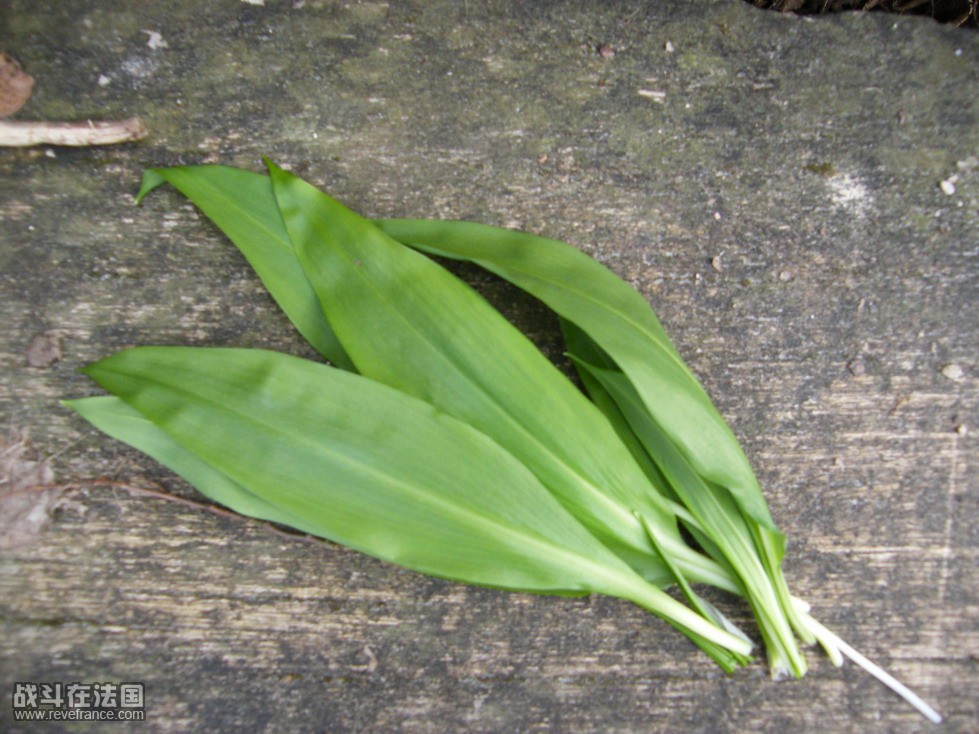 DSCF1747.jpg