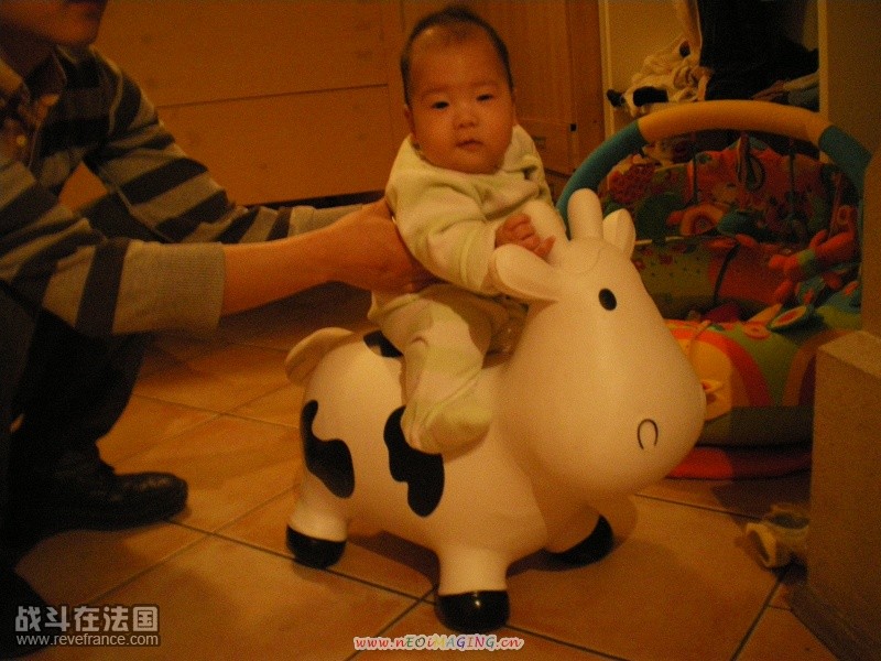 我看奶牛，爸爸看我