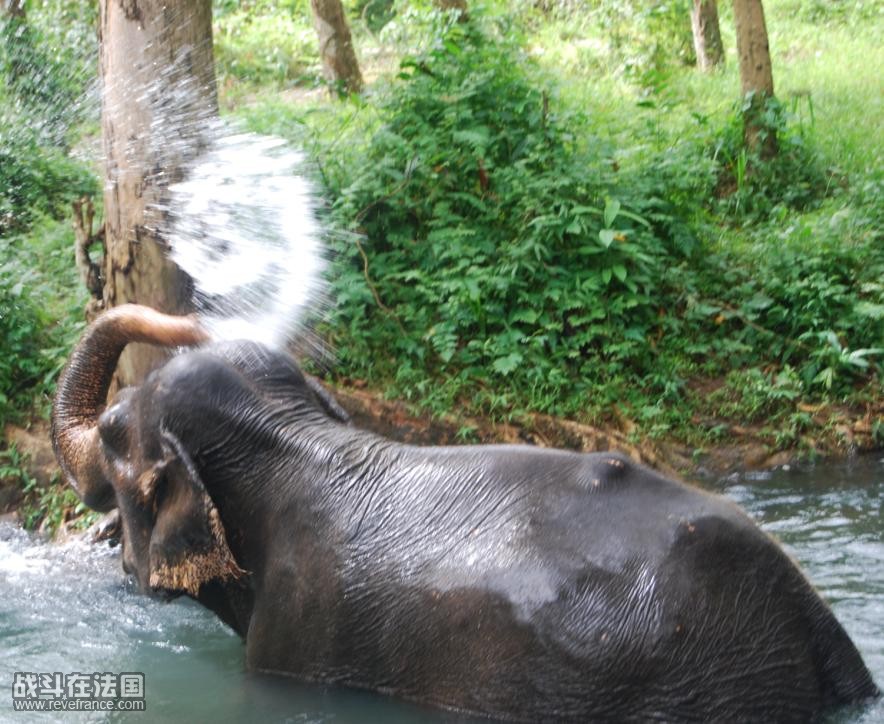 在洗澡的大象.jpg