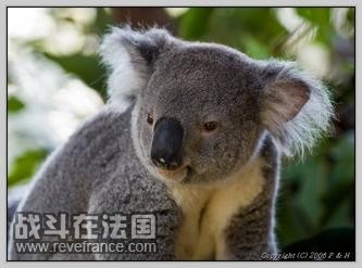 Koala_3.jpg