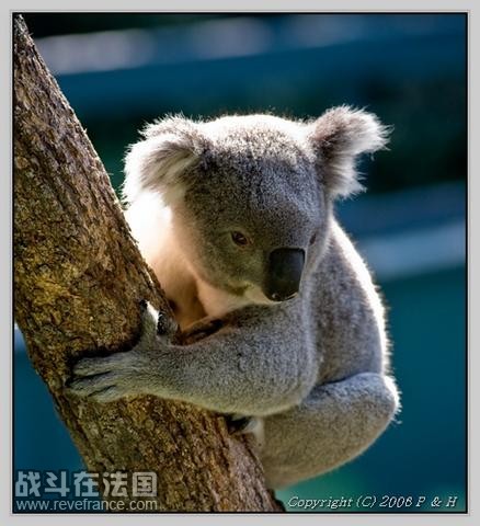 Koala_2.jpg