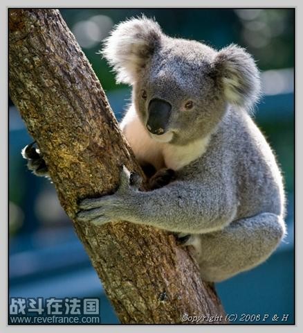 Koala_1.jpg