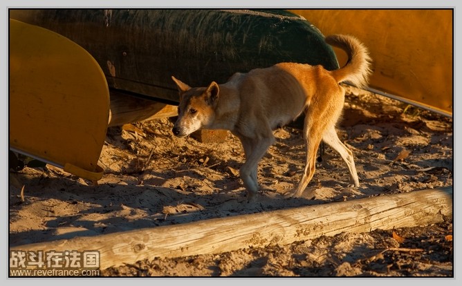 Fraser Island_41.jpg