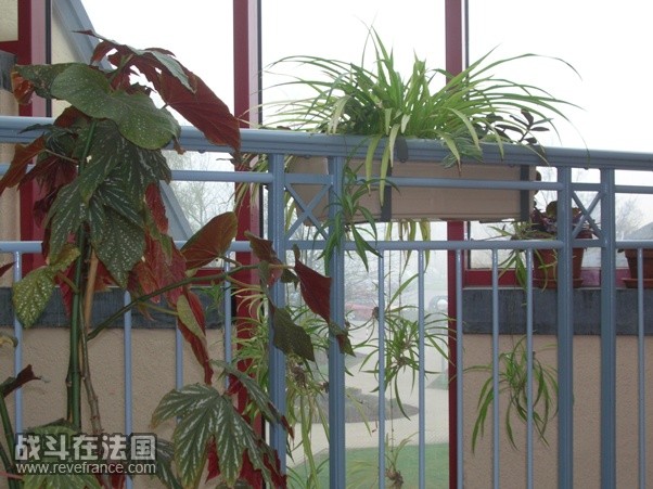 wintergarden2.jpg