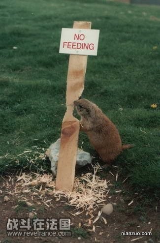 Quirky_Zoo_Sign_17.jpg