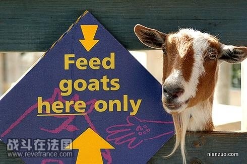 Quirky_Zoo_Sign_25.jpg