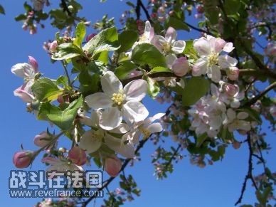 苹果花