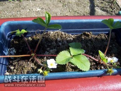 草莓花开