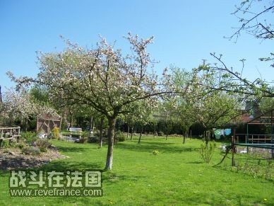 排排站的苹果树和李子树，请忽略晾着的床单被罩小裤裤。。