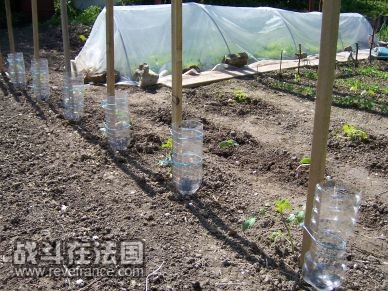 西红柿的浇水方式很怪异，据说男人是跟grand pere学的，似乎是那么回事