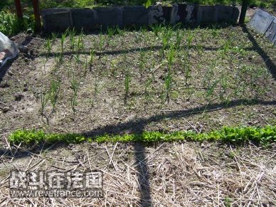 前面的是菠菜，似乎兔子不爱吃至今还完好无损，后面的是洋葱和大蒜