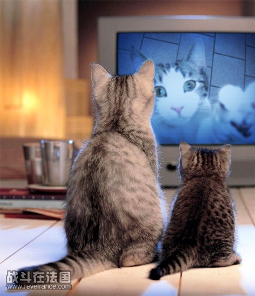 贞子猫版