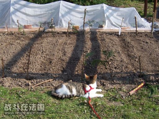 什么时候才能长出鱼来呢？