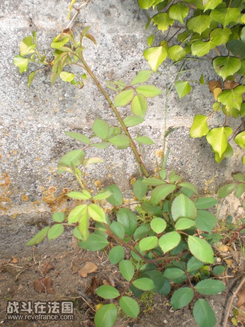 CIMG2334.JPG