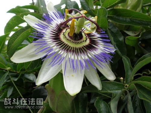fleur_passion.jpg