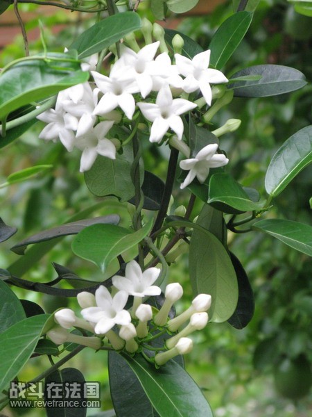 f_1780511_1.jpg
