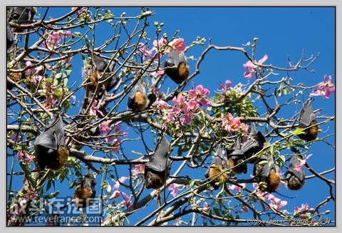 Flying Fox.jpg