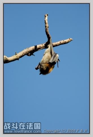 Flying Fox1.jpg