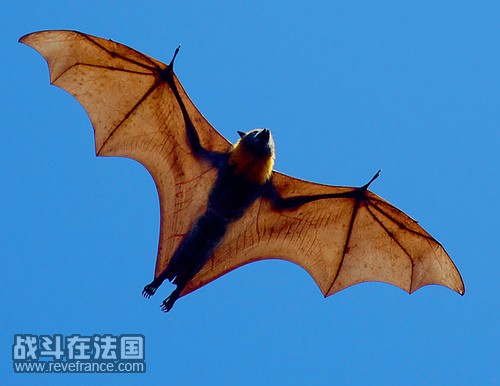 Flying Fox2.jpg