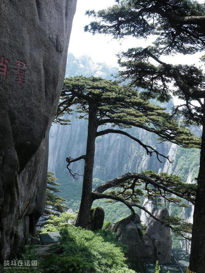 著名的迎客松，无奈国人趋之若鹜，无法靠近