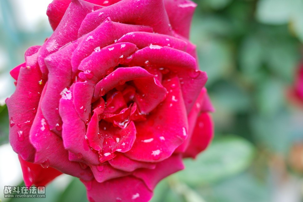 DSC_0799.jpg