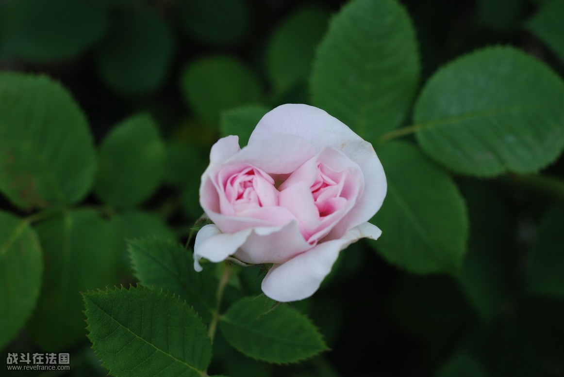 DSC_0874.jpg