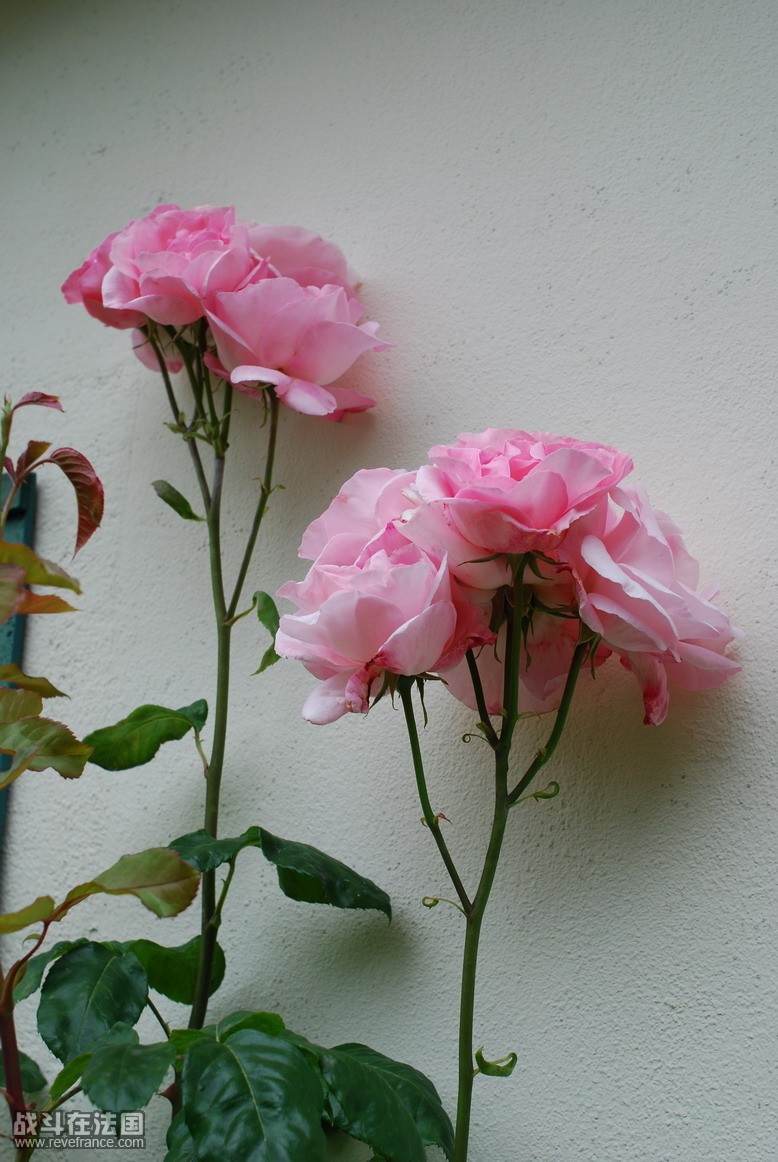 DSC_0861.jpg