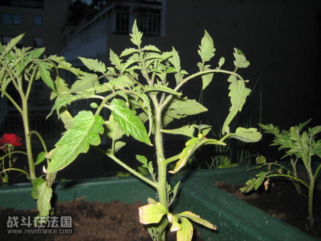曾经的碗豆的家，现在属于西红柿了