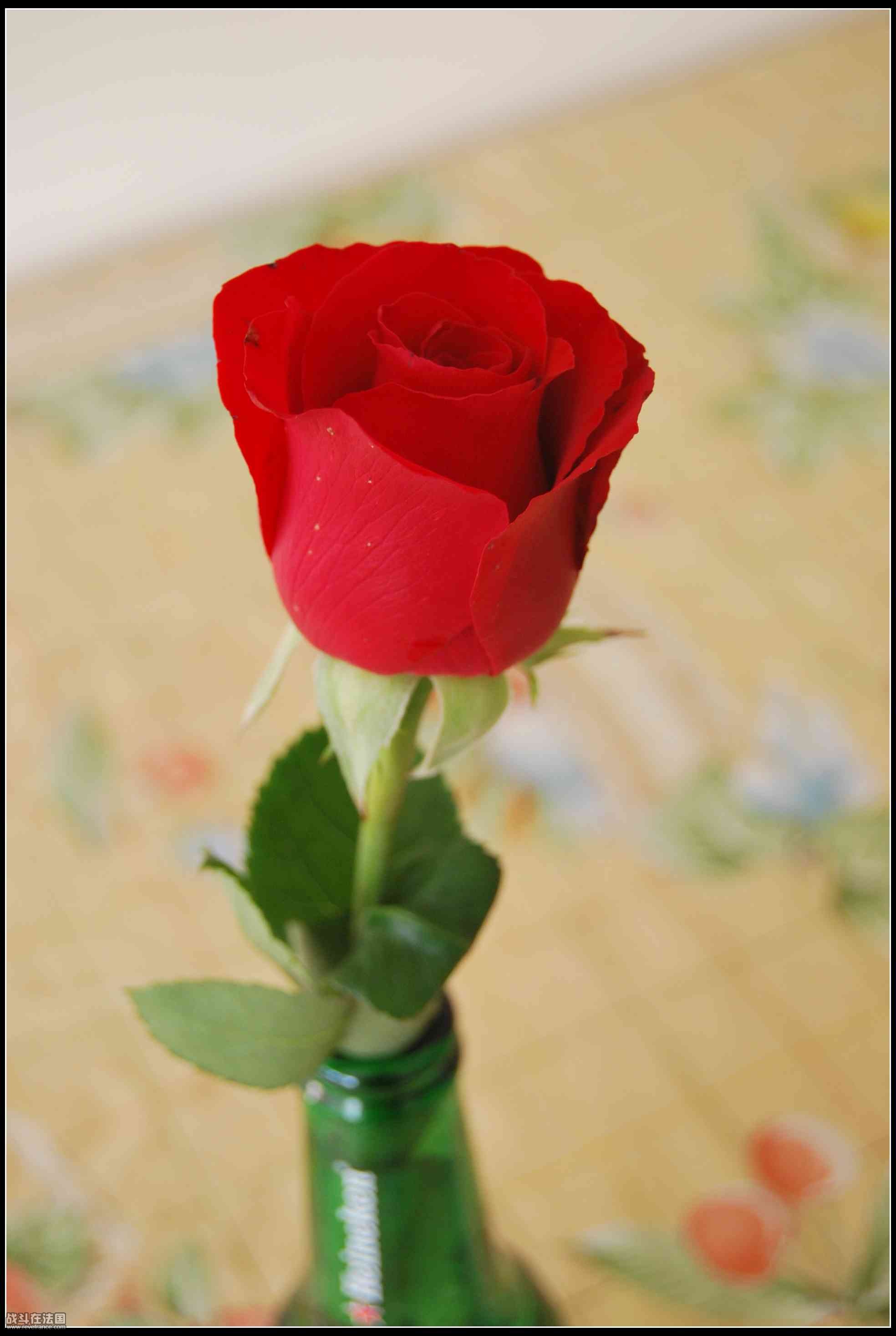 DSC_0019 (2).JPG