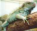 iguane.jpg