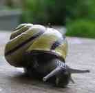 escargot1.jpg