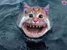chatrequin.jpg
