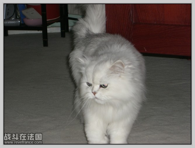 Tao Tao_4.jpg