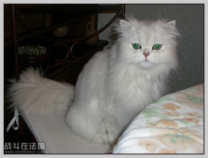 Tao Tao_2.jpg
