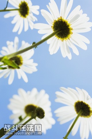 large_3223j65.jpg