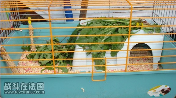 河南猪的家.jpg