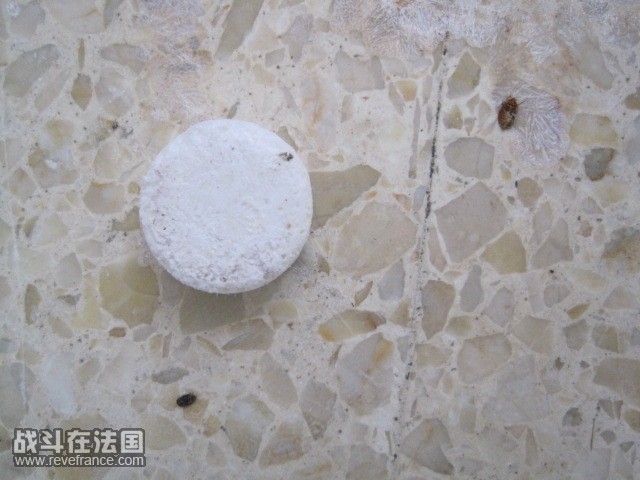 和樟脑丸大小对比图