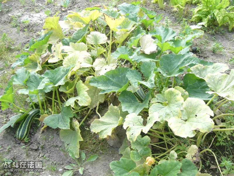 P1070092 (Medium).JPG