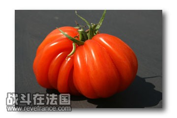 tomate-coeur-de-boeuf.jpg