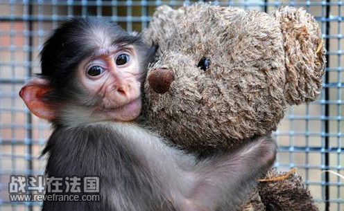 cute-photos-of-monkey-conchita-and-her-teddy-bear_3.jpg