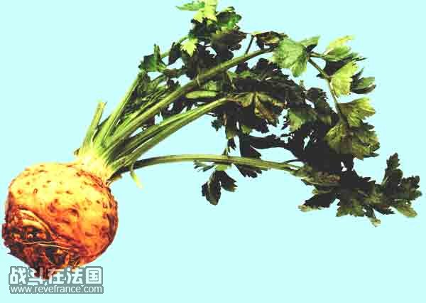 Celeriac.jpg