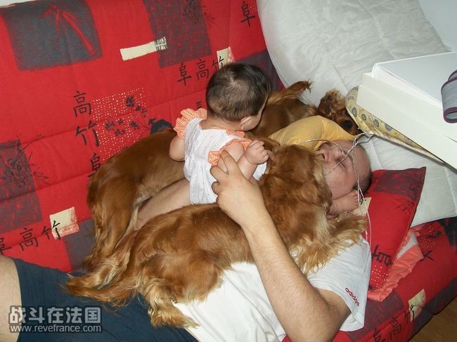 attaque des chiens.jpg