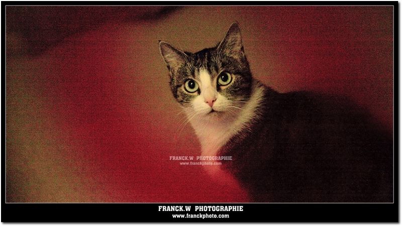 www.franckphoto.com_0346-1.jpg